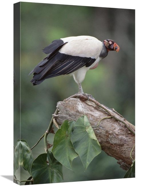 Global Gallery GCS-451215-1624-142 16 x 24 in. King Vulture, Tambo