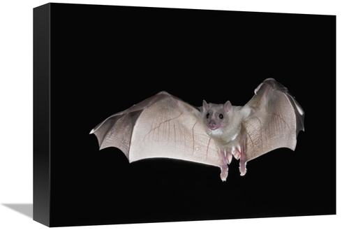 Global Gallery GCS-397287-1216-142 12 x 16 in. Egyptian Fruit Bat Flyi