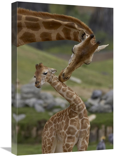 16 x 24 in. Rothschild Giraffe Mother Nuzzling Calf, Native to Afr