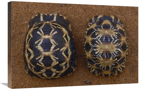 Global Gallery GCS-453043-2030-142 20 x 30 in. Spider Tortoise Left & 