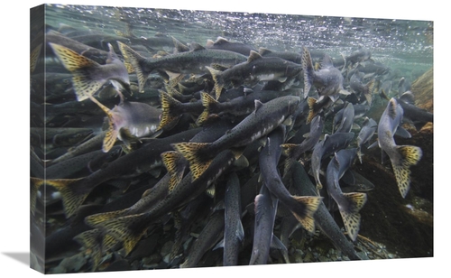 Global Gallery GCS-397714-1624-142 16 x 24 in. Pink Salmon Spawning Ma