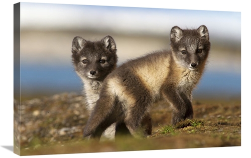 Global Gallery GCS-395692-2030-142 20 x 30 in. Two Arctic Fox Kits on 