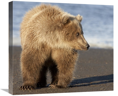 Global Gallery GCS-395420-22-142 22 in. Grizzly Bear Yearling, Kat