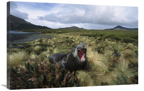 Global Gallery GCS-451624-2436-142 24 x 36 in. Southern Elephant Seal 