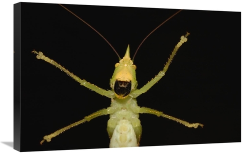 Global Gallery GCS-453208-2030-142 20 x 30 in. Katydid Close-Up of Und