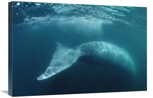 Global Gallery GCS-450602-2030-142 20 x 30 in. Blue Whale, Sea of 