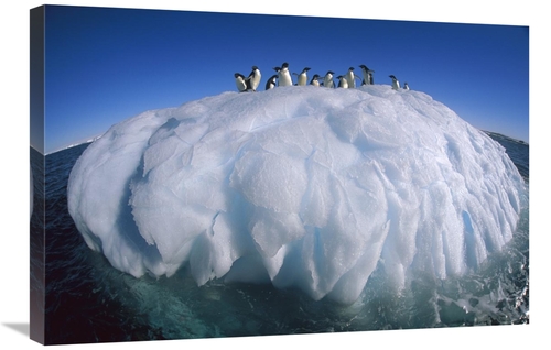 Global Gallery GCS-397789-2030-142 20 x 30 in. Adelie Penguin Group Ri