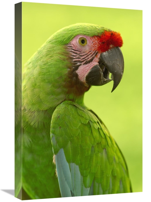 Global Gallery GCS-397907-1624-142 16 x 24 in. Military Macaw Portrait