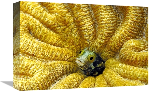 Global Gallery GCS-397589-1218-142 12 x 18 in. Secretary Blenny Peekin