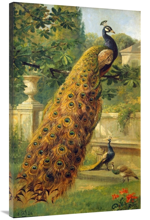Global Gallery GCS-266529-44-142 44 in. Peacocks in the Park Art Print