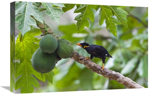 Global Gallery GCS-453642-1624-142 16 x 24 in. Hill Myna Feeding on Pa