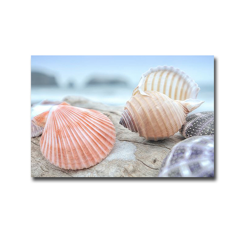 Artistic Home Gallery 3045E869IG Crescent Beach Shells No.10 by Alan B