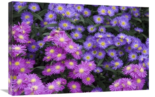 Global Gallery GCS-398319-2030-142 20 x 30 in. Aster Flowers Art Print