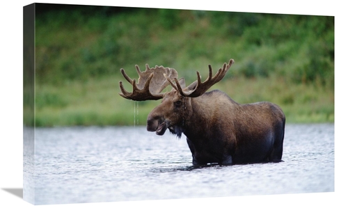 Global Gallery GCS-451984-1624-142 16 x 24 in. Moose Male Raising Its 