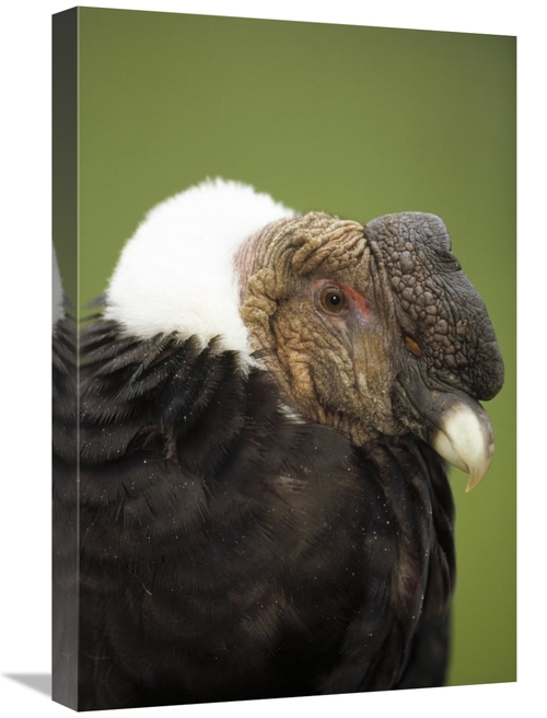 Global Gallery GCS-451356-1624-142 16 x 24 in. Andean Condor Adult Mal