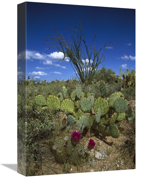 Global Gallery GCS-453300-1218-142 12 x 18 in. Hedgehog Cactus, Pr