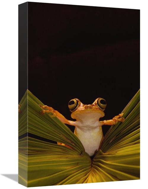 Global Gallery GCS-453179-1218-142 12 x 18 in. Chachi Tree Frog, C