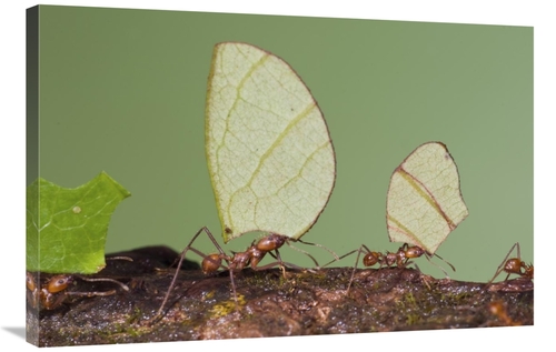 Global Gallery GCS-397341-2436-142 24 x 36 in. Leafcutter Ant Group Ca