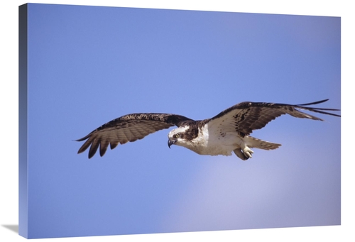 Global Gallery GCS-395978-2432-142 24 x 32 in. Osprey Flying, Nort