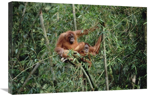 Global Gallery GCS-452338-2030-142 20 x 30 in. Orangutan Pair, Gun