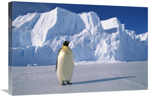 Global Gallery GCS-453118-2030-142 20 x 30 in. Emperor Penguin, Au