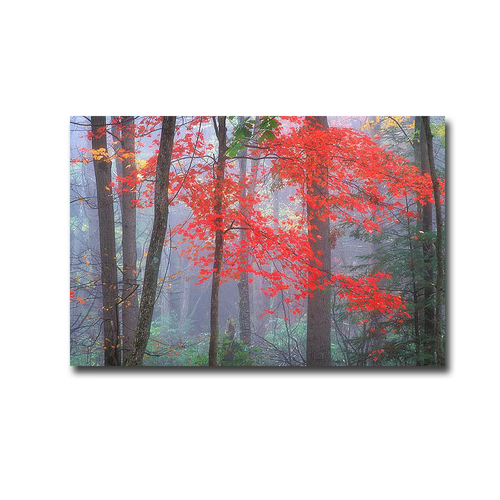 Artistic Home Gallery 3045I780IG Splash of Red by Patrick Zephyr Premi