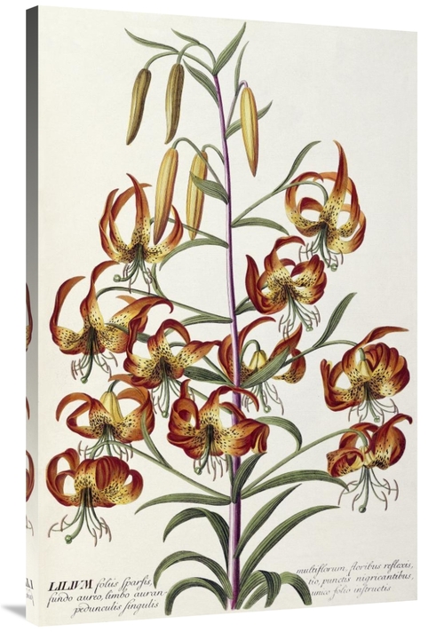 Global Gallery GCS-267957-44-142 44 in. Lilium - Plantae Selectae Art 