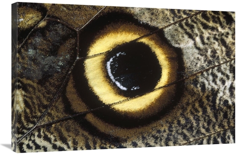 Global Gallery GCS-452278-2436-142 24 x 36 in. Forest Giant-Owl Butter