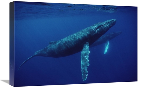 Global Gallery GCS-450583-1624-142 16 x 24 in. Humpback Whale Pair Und