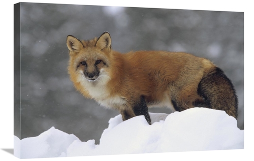 Global Gallery GCS-396347-2030-142 20 x 30 in. Red Fox Standing at the