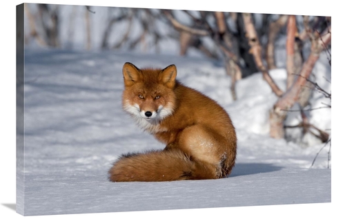 Global Gallery GCS-397431-2436-142 24 x 36 in. Red Fox Sitting on Snow