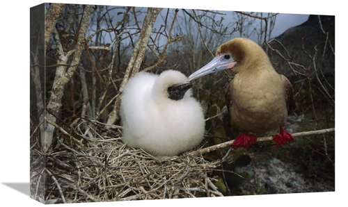 Global Gallery GCS-451833-1218-142 12 x 18 in. Red-Footed Booby Parent