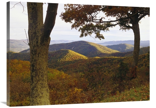 Global Gallery GCS-452017-3040-142 30 x 40 in. Autumn Forest At Brown 