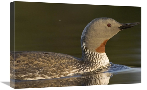 Global Gallery GCS-451936-1624-142 16 x 24 in. Red-Throated Loon in Wa