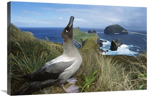 Global Gallery GCS-451601-2436-142 24 x 36 in. Light-Mantled Albatross