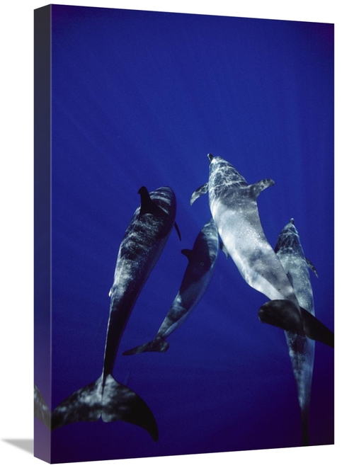 Global Gallery GCS-450623-1624-142 16 x 24 in. Atlantic Spotted Dolphi