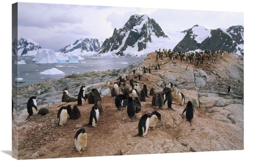 Global Gallery GCS-451261-2436-142 24 x 36 in. Adelie Penguin Rookery&