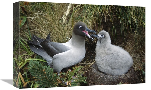 Global Gallery GCS-451600-1218-142 12 x 18 in. Light-Mantled Albatross