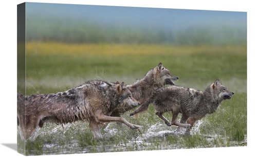 Global Gallery GCS-452266-1624-142 16 x 24 in. Gray Wolf Trio Running 