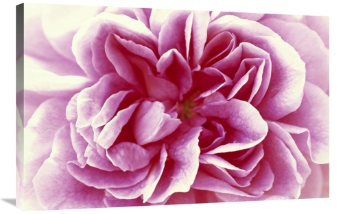 Global Gallery GCS-398281-2436-142 24 x 36 in. Rose Detail of Opening 