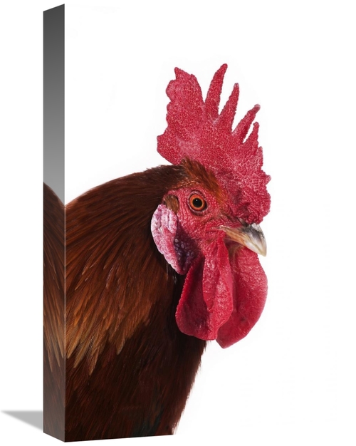 Global Gallery GCS-397524-1218-142 12 x 18 in. Domestic Chicken, G