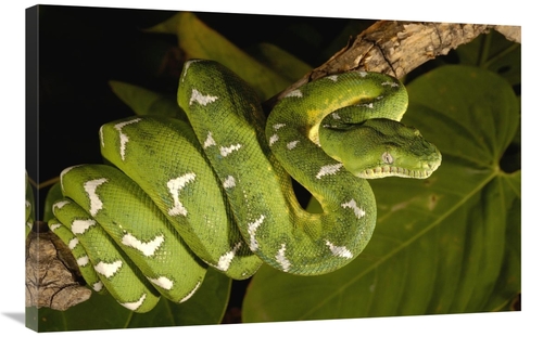 Global Gallery GCS-453182-2436-142 24 x 36 in. Emerald Tree Boa Adult&