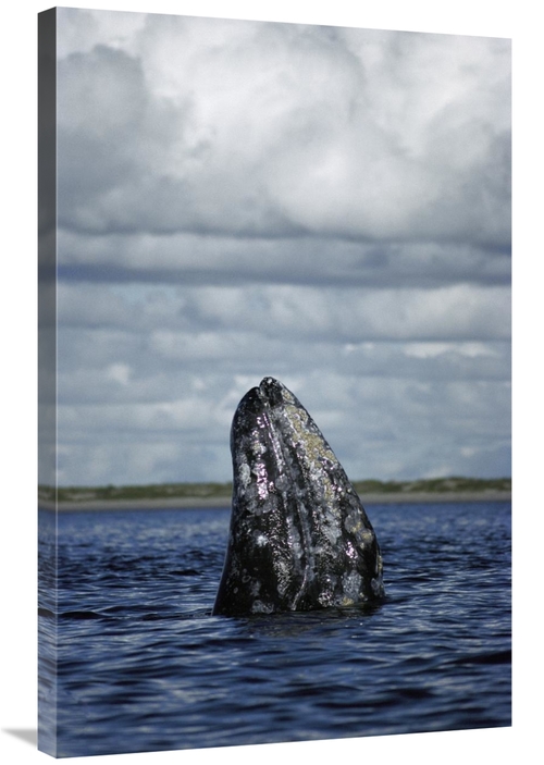 Global Gallery GCS-451697-2436-142 24 x 36 in. Gray Whale Spy-Hopping 