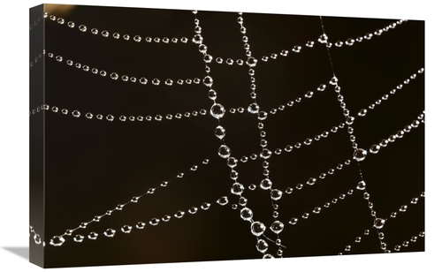 Global Gallery GCS-398080-1624-142 16 x 24 in. Spider Web with Beads o