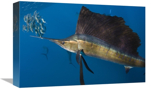 Global Gallery GCS-397923-1218-142 12 x 18 in. Atlantic Sailfish Hunti