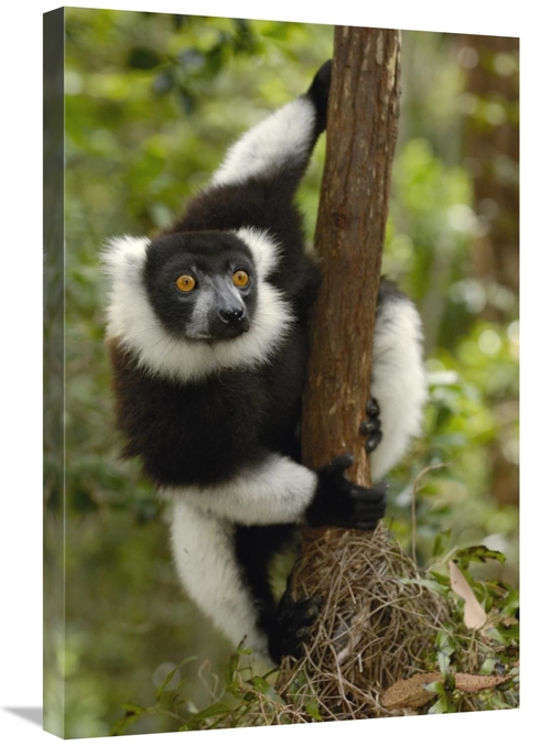 Global Gallery GCS-453233-2030-142 20 x 30 in. Black & White Ruffed Le