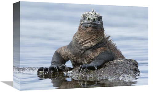 Global Gallery GCS-395629-1218-142 12 x 18 in. Marine Iguana on Rock i