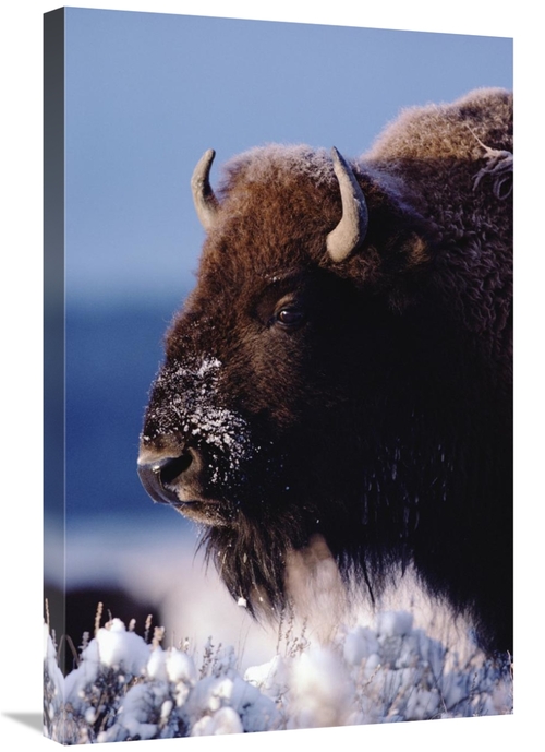 Global Gallery GCS-451983-2030-142 20 x 30 in. American Bison Portrait