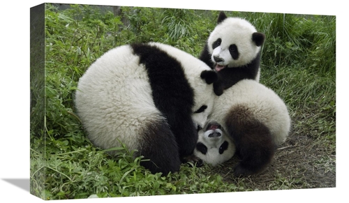 Global Gallery GCS-395891-1218-142 12 x 18 in. Three Young Pandas Play