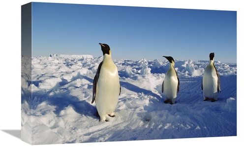 Global Gallery GCS-452322-1218-142 12 x 18 in. Emperor Penguin Trio St